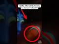 Nemo And Marlin Were Never Alive In Finding Nemo