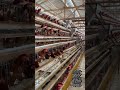 Commercial Layer Hen Farming System#poultry #farming