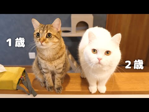 もっちり猫とほっそり猫どっちが重たい？