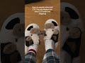 Warm Your Feet Without Breaking the Bank! Don't Miss These £3 Cow Slippers on Sale Now