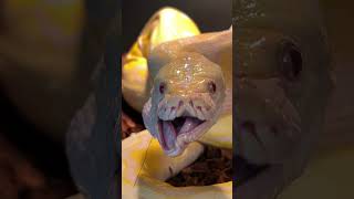 How Snakes Eat Without Choking