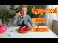 Сеем лобелию под снег