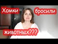 Хомки бросили своих животных и уехали