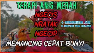 🔴 TERAPI ANIS MERAH NGECIS NRATAK NGECIP MEMANCING CEPAT BUNYI [   Suara Air Hujan & Gemericik Air ]