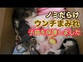 ウンチまみれノミだらけの子猫を保護しました。【前編】