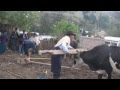 "YAPUY" COMPETENCIA DE ARADO DE INDÍGENAS. (KAWSAY)