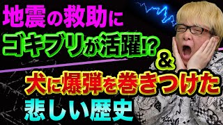 【実話】地震の救助に、ゴキブリが大活躍 ＆犬に爆弾を巻きつけた、動物兵器の悲しい歴史【コウモリ爆弾とイルカとアシカ】