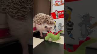 Erizo ataca a dinosaurio pelea | Erizoo México #erizo #animalphotos #cute #hedgehog