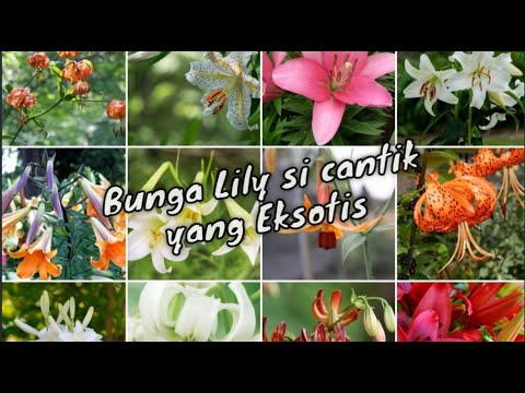 Video: Apa warna bunga lily?