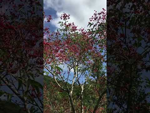 Video: Euscaphis Bitki Qulluğu - Koreya Sevgilisi Ağacını Necə Yetişdirmək olar