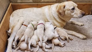 Two Week Old Lab Puppies Nursing And Mommy Dog Walks Away From Puppies | New Born Puppies Nursing