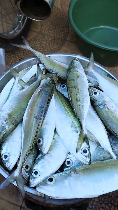 jenis ikan kembung ini gizinya lebih tinggi dari ikan salmon dan harga lebih terjangkau