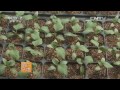 20160525 农广天地  茄子剪枝再生栽培技术