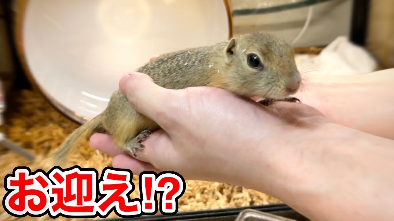 Finally found the cutest squirrel...!! ? - YouTube