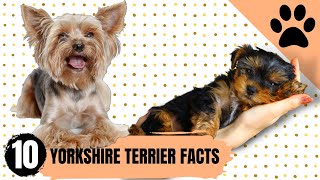 Yorkshire Terrier  Top 10 Facts