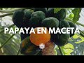 Como Sembrar PAPAYA EN MACETA De La Forma Mas Fácil/ Cultivo de papaya/manos de tierra