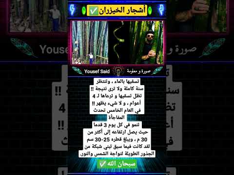 اعجوبة أشجار الخيزران