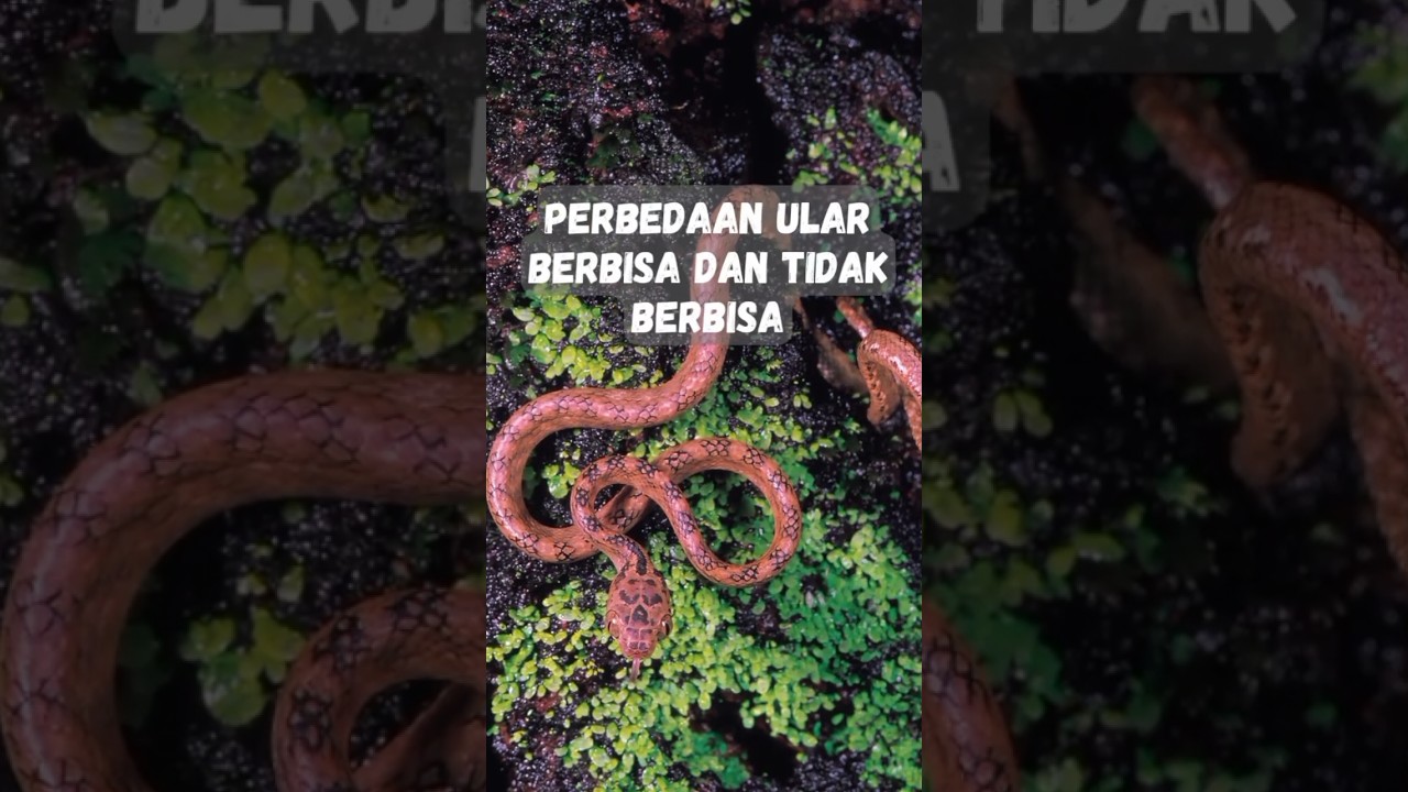 Perbedaan Ular Berbisa dan Tidak Berbisa ‼️ 