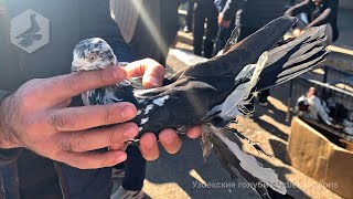 Птичий рынок г. Ташкент - ГОЛУБИ (23.10.2021) / Uzbek Pigeons / Usbekische tauben