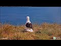 Live Royal Albatross. Mom LGL flew to the nest  -  Королевский альбатрос. Мама LGL прилетела.