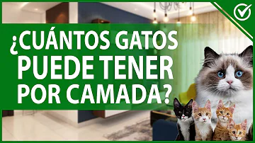 ¿Cuántos gatitos suelen sobrevivir en una camada?