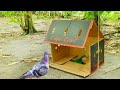 Easy Cardboard Bird Trap | Amazing Idea To Trap Pigeon