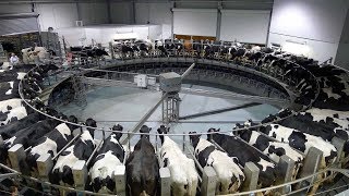 Latest Technology Automatic Cow Milking Robot Machine Work - Intelligent Farming Milk Production