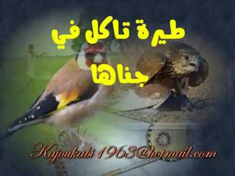 نورا محمد حسن حميد محمد جبارة