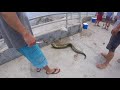 moray eel bite a fisherman at Jupiter inlet fishing point FL