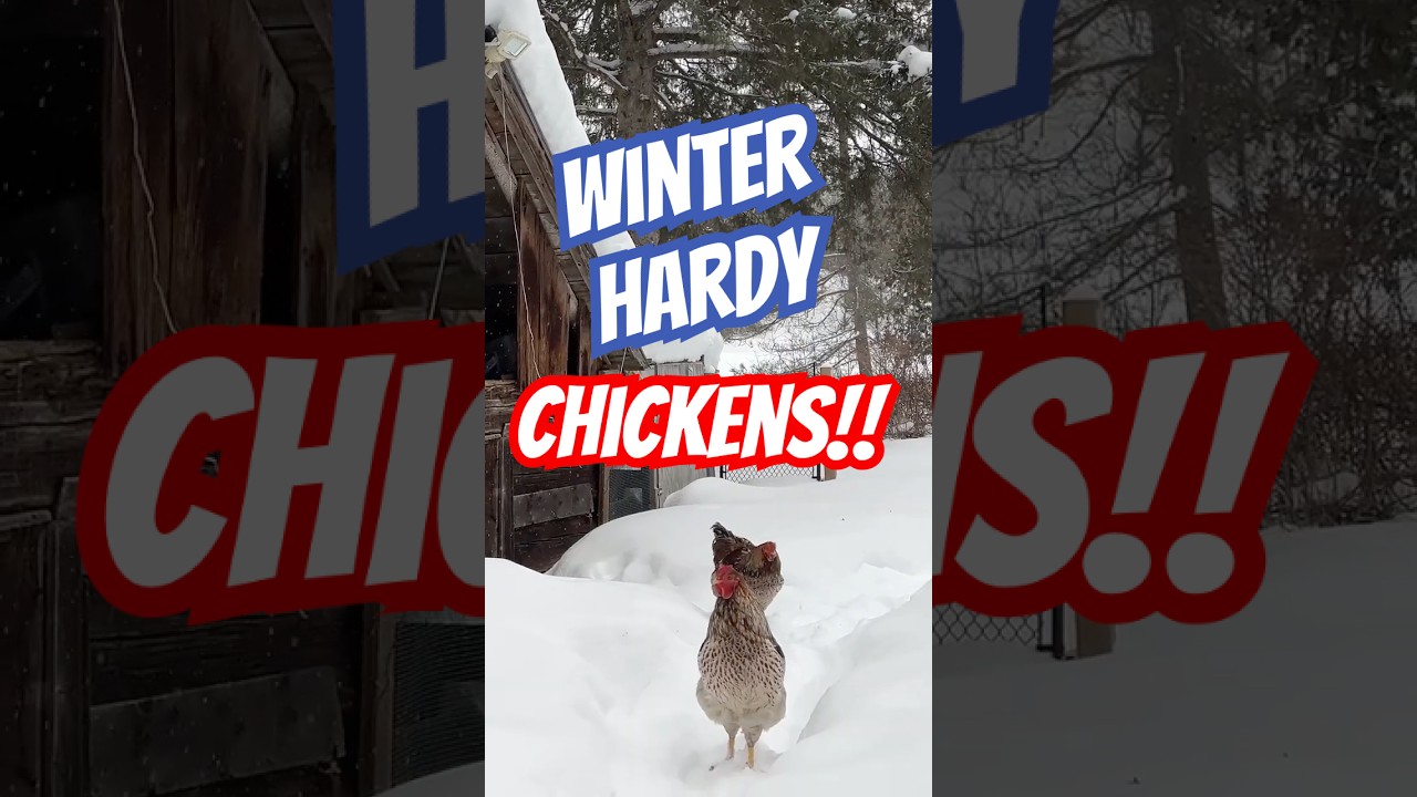 Our Cold Hardy Chickens Thrive in Canada's Brutal Winter | Blue Laced Red Wyandottes