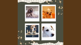 Modish Backdrops for Happy Pups