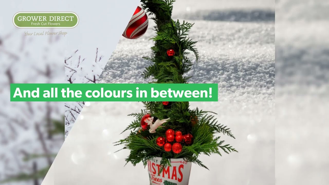 Whoville Trees by Grower Direct