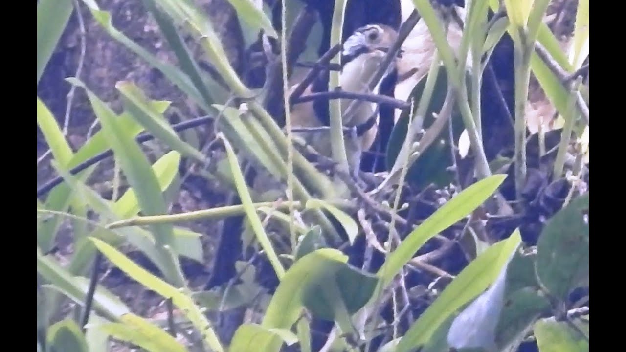 Chestnut-backed Laughingthrush | Bird | Birdwatching | Wildlife | Dehing Patkai National Park