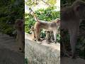 cute baby monkey trending video 🍼😜
