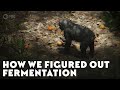 The Evolution and Impact of Fermentation