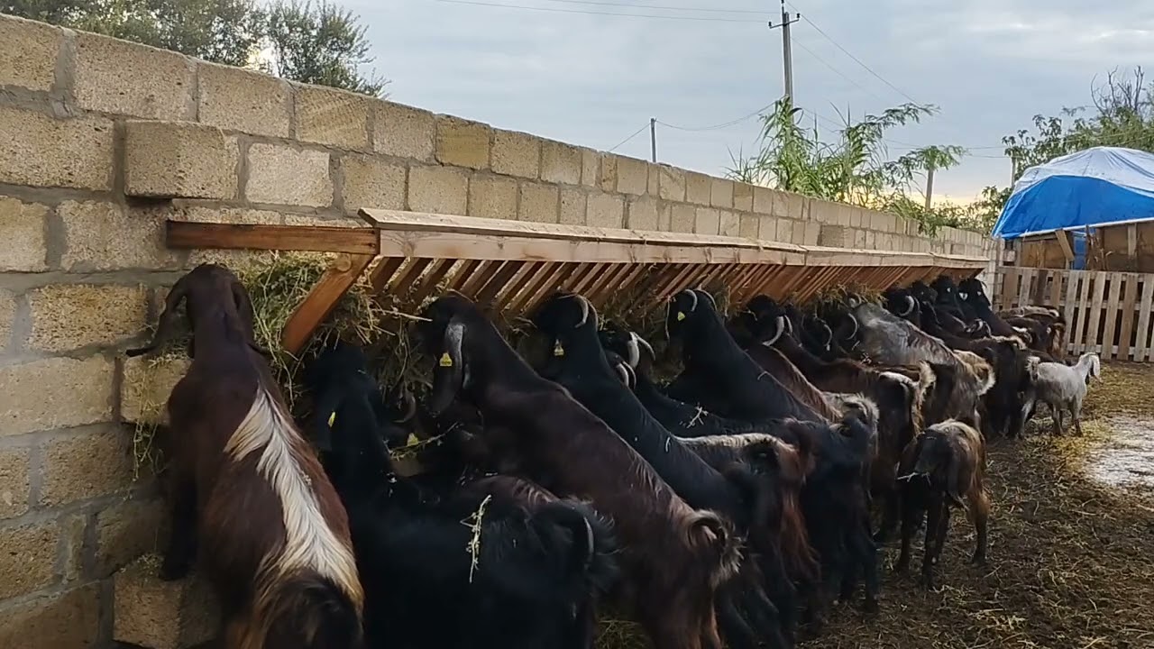 BEYLƏQAN MAYAK QƏSƏBƏSİ HƏLƏB FERMASI ƏLAQƏ 0702925052