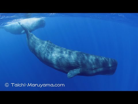 🐳マッコウクジラはなぜ月の満ち欠けが分かる？ #ヨドちゃん