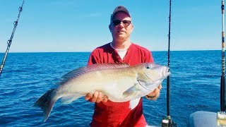 Flex Time - Tilefish and Bluefins