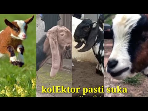 Video: Kambing hitam: ras, foto, fakta menarik