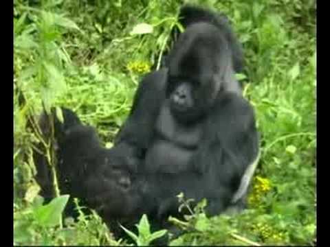 Video: Mladé Gorily Spolupracují Na Ničení Pastí Pytláků V Síti Rwanda - Matador