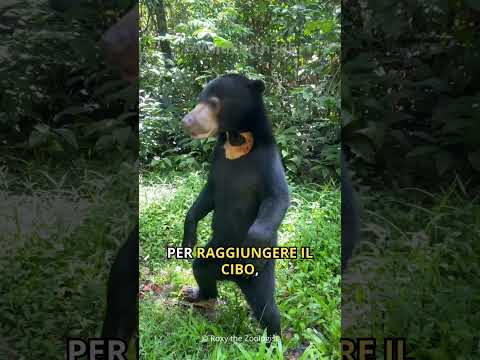 Video: Orso malese - biruang. Orso malese - la specie più rara