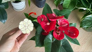 With just 1 clove of garlic, Anthurium is healthy and blooms with many magical flowers