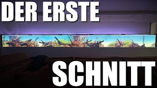 Das 5,5m Aquarium braucht Pflege!