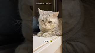 Oreo Is Pissed Because Babu Left Him Out Of Town shorts cat