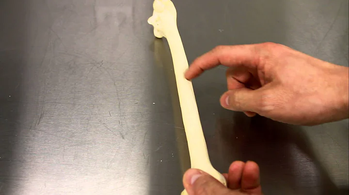 SKELETAL SYSTEM ANATOMY: Bones of the arm- Humerus