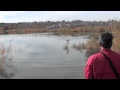 Dog Training Labrador Retriever Water Dog Training Labrador Retriever Water