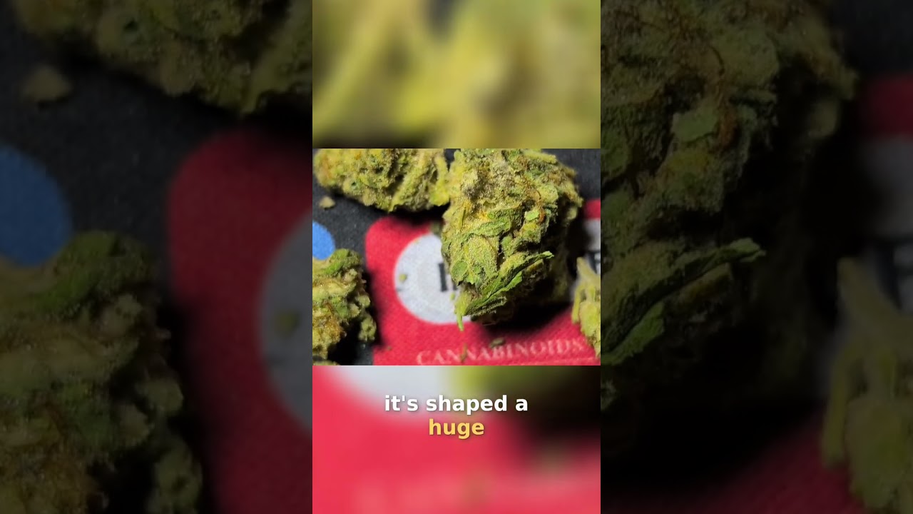OG Kush: The Legendary Cannabis Strain Explained! 