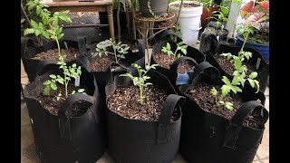 Growing Tomatoes In Grow Bags  My Process For Transplanting Into Fabric Pots