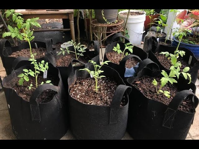 Growing Peppers in Grow Bags - Pros and Cons - Pepper Geek 