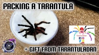 Packing a Tarantula for shipping - Caribena versicolor